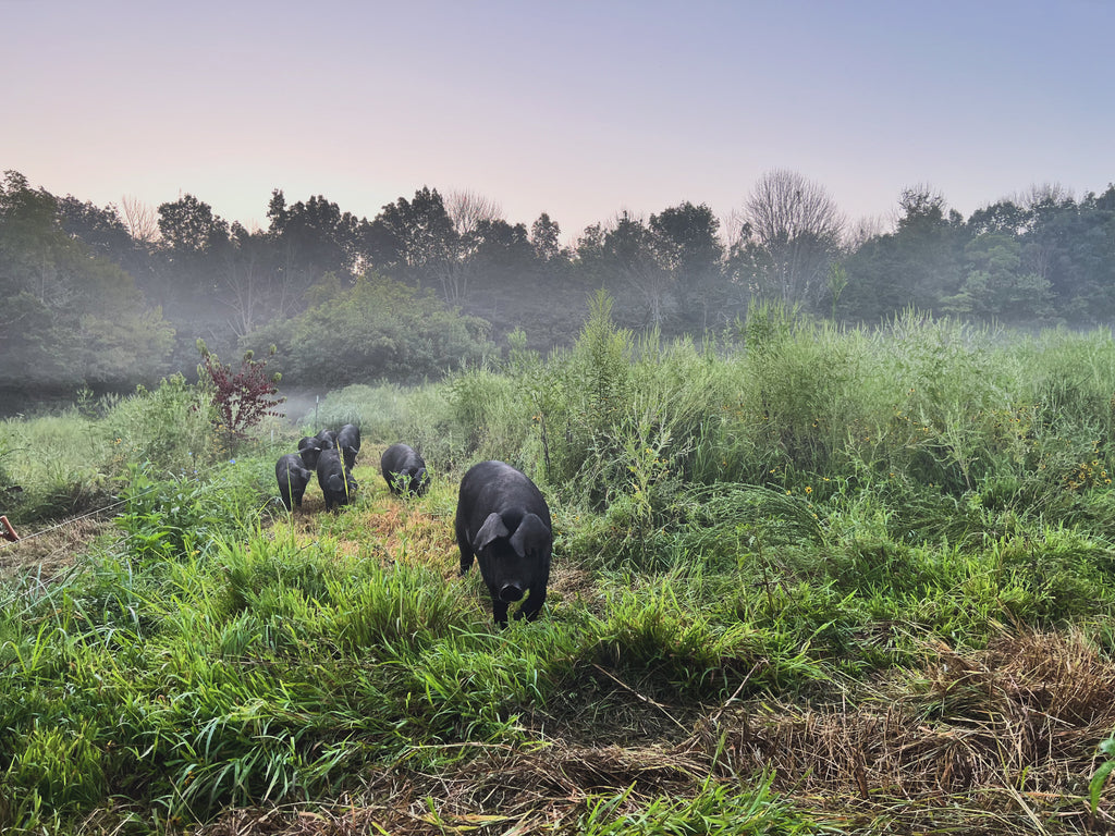 Pigs love to wander...