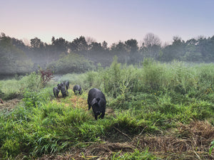 Pigs love to wander...