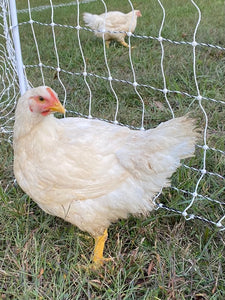 Introducing Clarabelle Lane Farm Chicken!